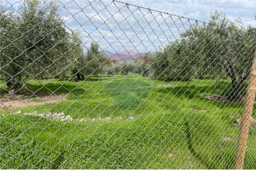 Parcela De Olivos, San Felipe