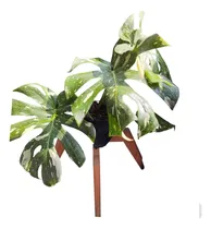 Comprar Monstera Thai Constelation, Planta De Interior Variegada!
