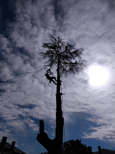 Imagen 5 de 10 de Poda Arboles Altura Riesgo - Zona Norte - Art Tala Y Derribo