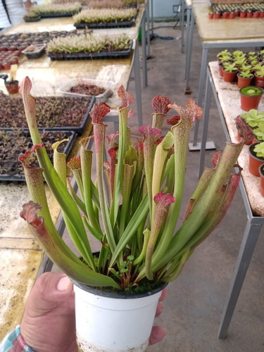 Sarracenia Farhamii  De 3 Años  Y Cephalotus 4 Años