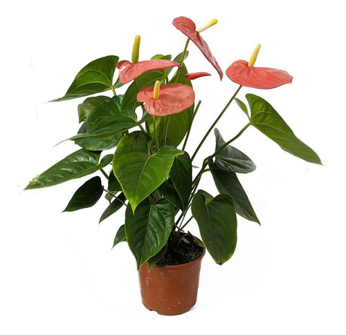 Anthurium Flor Roja. Para Interior En Maceta 14 Cm