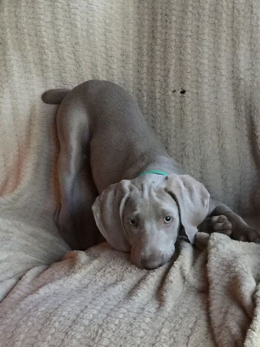 Weimaraner