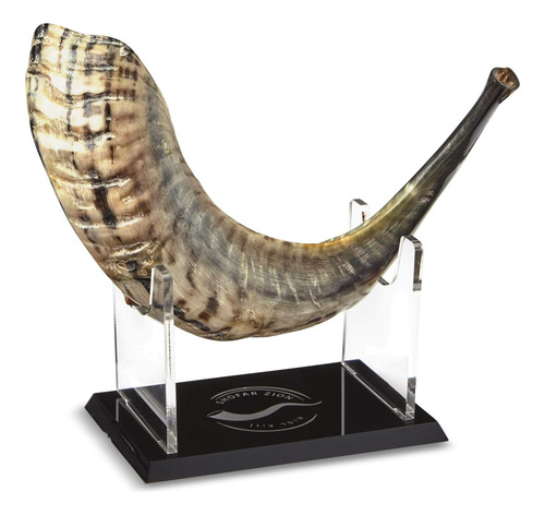 Shofar Zion Kosher Shofar Natural Sin Olor | Cuerno De Carne