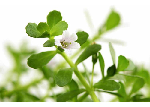 Brahmi ( Bacopa Monnieri), Planta Deshidratada 50g