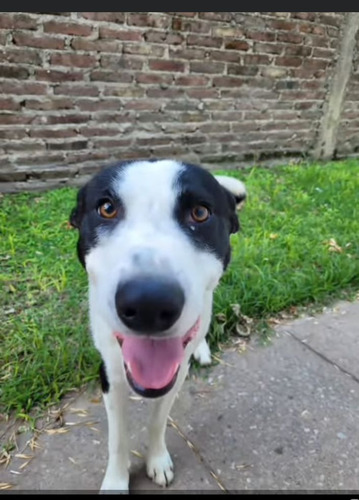Cachorron Mix De Border Collie Con Galgo, Bellezaa 1 Añito!