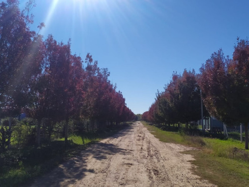 Imagen 4 de 4 de Terreno En Venta En Lobos