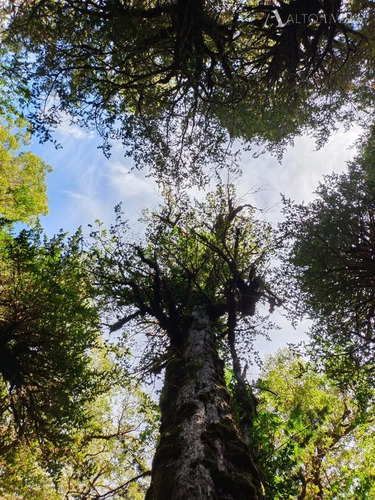Sitio En Venta En Aisén
