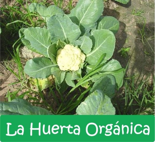 Super Combo Semillas! Huerta Otoño - Invierno Premium!