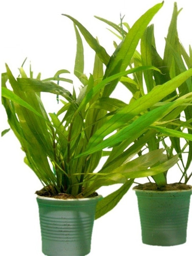 5 Plantas De Hygrophila Angustifolia  (planta Para Acuario)