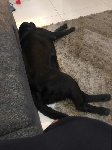 Imagem 2 de 3 de Labrador Para Doação
