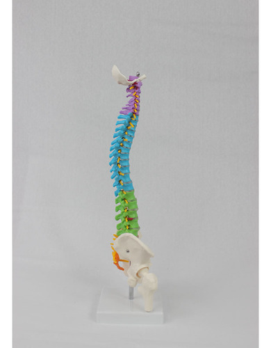 Columna Vertebral De Color Medio Con Huesos De La Pierna Pél