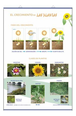 Libro Crecimiento Clasificacion De Las Plantas - Edigol E...