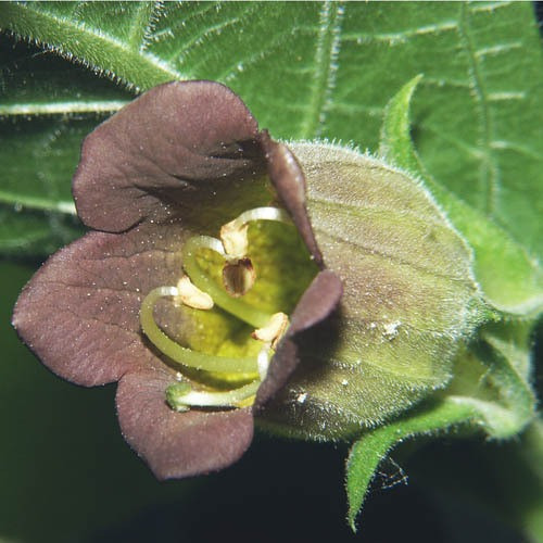 Flor Beladona Atropa Belladonna Sementes P Muda Frete Rápido