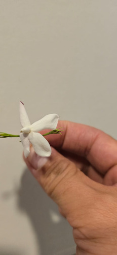 Jazmín Español (jasminum Grandiflorum) 1.3 M Gratis A Rm