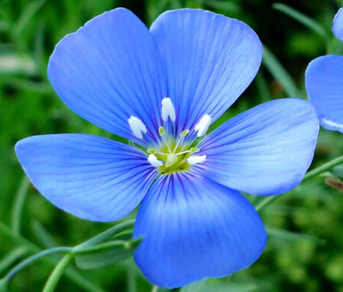 Semillas De Linaza Blanca Austral Chile Linum Usitatissimum