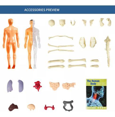 Kit De Maqueta De Torso De Cuerpo Humano 3d Science De 1 Pie
