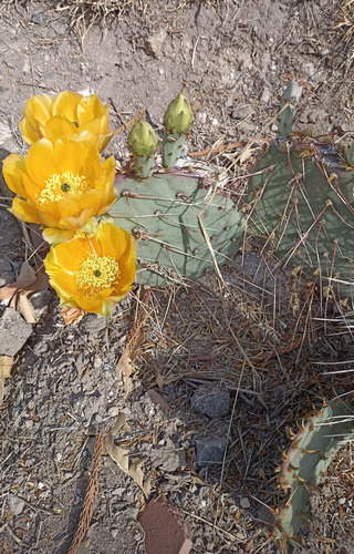 Opuntia Gosselinina, Nopal Morado, Nv