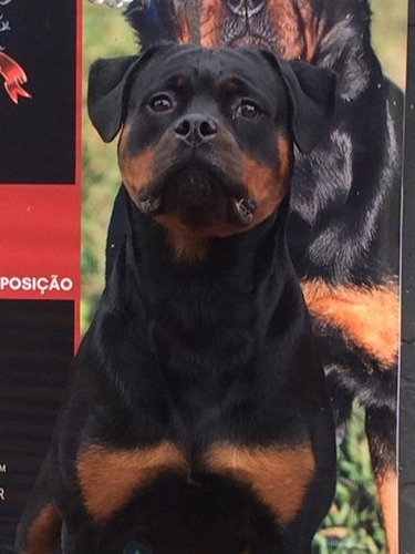 Rottweiler Filhotes (45 Dias )frete Grátis