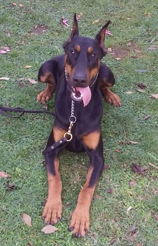 Doberman Con Pédigree - Ofrezco Servicio De Monta
