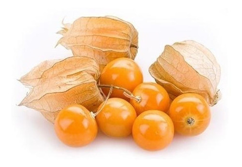 Semillas Physalis Amarillo Golden Berry 