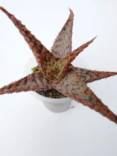 A. Pink Blush Suculenta