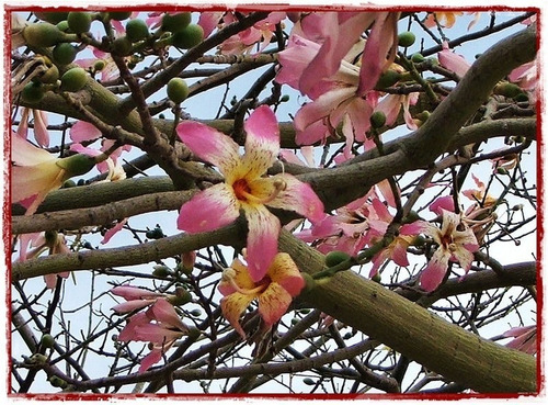 Árbol De Palo Borracho