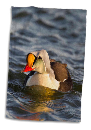 3d Rose King Eider Duck-tundra Pond-alaska-usa-us02 Hro0727-