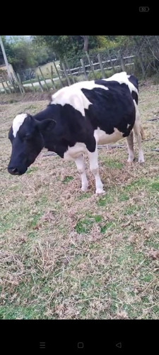 Vaca Holstein Por Parir / 8 Meses
