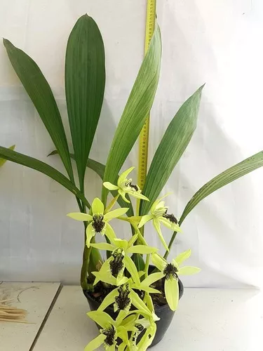 Orquídea Coelogyne Pandurata Planta Adulta Flor Verde Linda