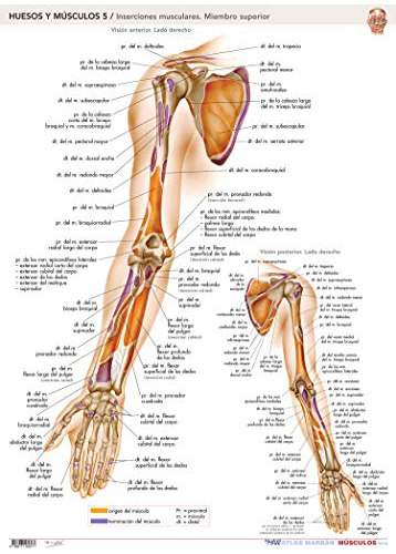 Libro Maxi Atlas Marbán Láminas: Huesos Y Músculos 5 De Marb