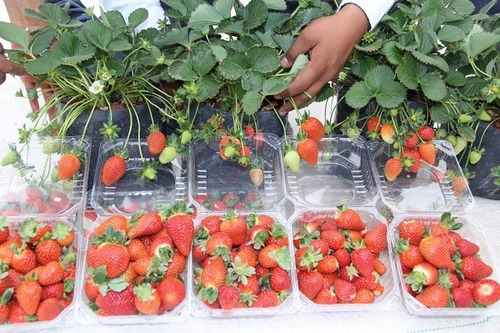 Video: Producción Fresa Hidroponica Con Sistema De Columnas