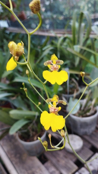 Orquidea Patito Oncidium | MercadoLibre 📦