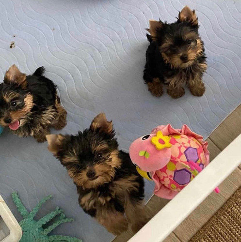 Cachorros Yorkie Terrier 100% Puros