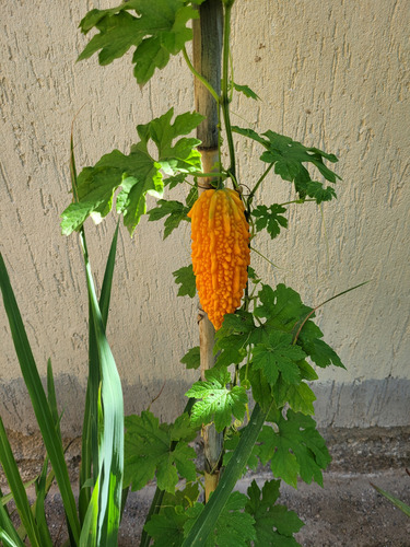 Melon Amargo (momordica Charantia) 5 Semillas