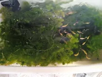 Comprar Algas Naturales Elodeas Y Cola De Zorro Ideal Para Acuarios 