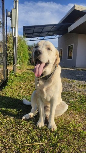 Labrador Retriever, Busca Novia!!