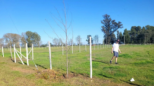 Parcela Cam A Coihueco Km17 Orilla Pavimento (99161)
