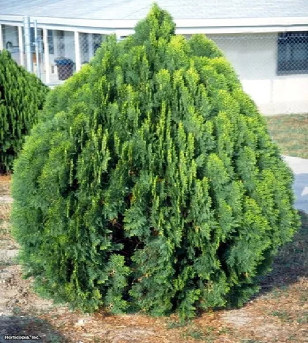 Árbol De Tulia (thuja Orientalis) Más Semillas