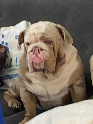 Servicio De Stud Bulldog Inglés Exóticos Lilac Importados