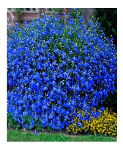 Flores Lobelia + Ficoide + Onze Horas Frete Gratis Kit