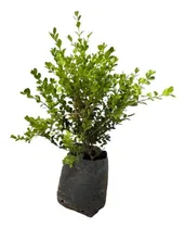 Comprar Plantas Cerco Vivo Buxus Sempervirens Vivero Pack X78