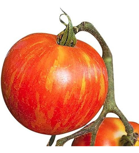 Mr. Stripey Tomato Seeds - Tomate Grande - Uno De Los Tomate