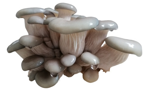 Micelio Semilla Seta Gris 10 Kg