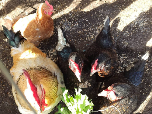 Imagen 3 de 3 de Huevos Gallados Fértiles Docena.