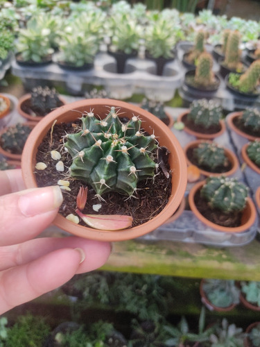 1 Muda De Cacto Echinopsis Tubiflora Lindo E Saudável Pt 8