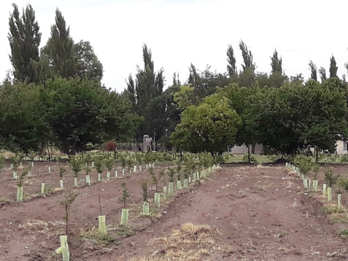 Imagen 3 de 14 de Finca General Alvear Mendoza