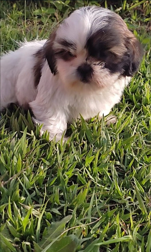 Imagen 2 de 2 de Cachorros De Raza Shitzu Macho