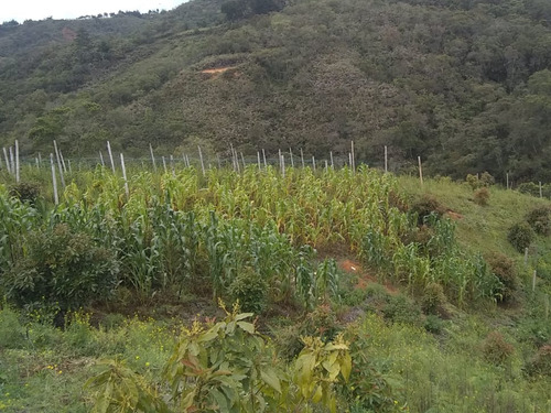 Se Vende Terreno En San Vicente Antioquia.  5000 Mtrs2 