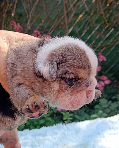 Bulldog Inglés Hembra Black Tri Merle