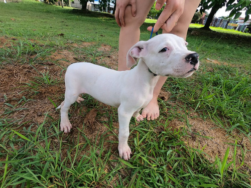 Dogo Argentino Hembra